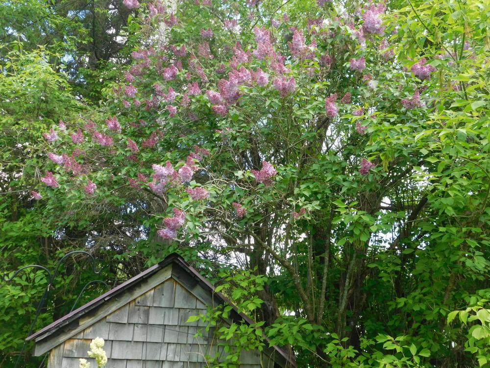 Photo of Lilacs (Syringa) uploaded by JHeirloomSeeds