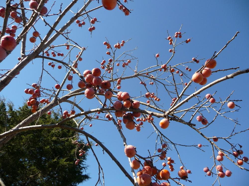 Photo of Persimmons (Diospyros) uploaded by gardengus