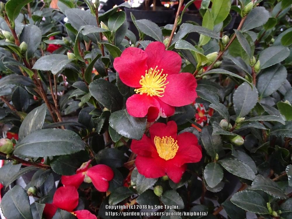 Photo of Camellia (Camellia sasanqua 'Yuletide') uploaded by kniphofia