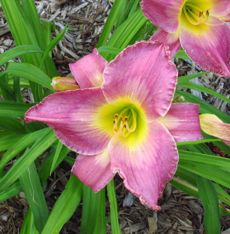 Photo of Daylily (Hemerocallis 'Windham Tropical Waters') uploaded by Dennis616