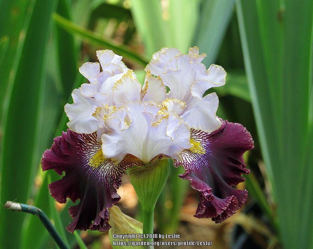 Photo of Tall Bearded Iris (Iris 'Magic Masquerade') uploaded by Lestv