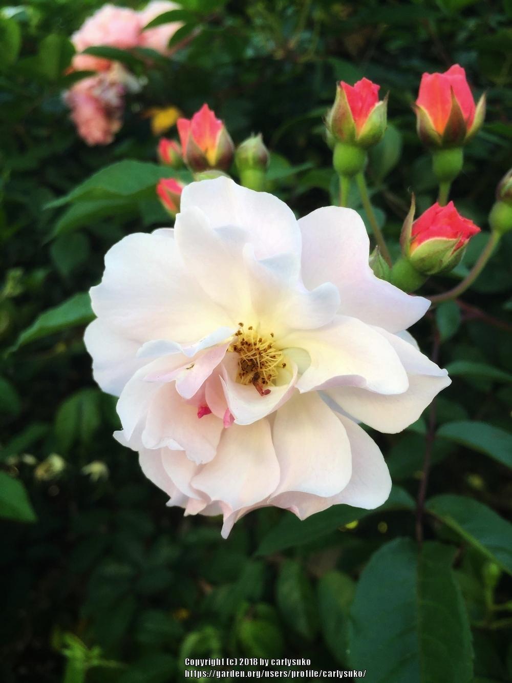 Photo of Hybrid Musk Rose (Rosa 'Cornelia') uploaded by carlysuko