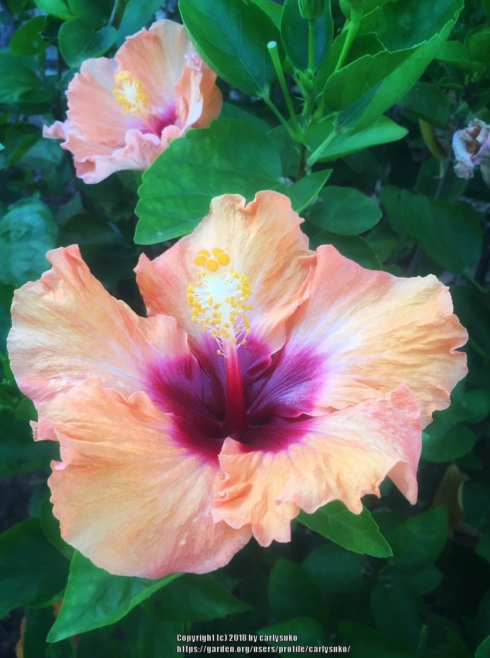 Photo of Tropical Hibiscuses (Hibiscus rosa-sinensis) uploaded by carlysuko