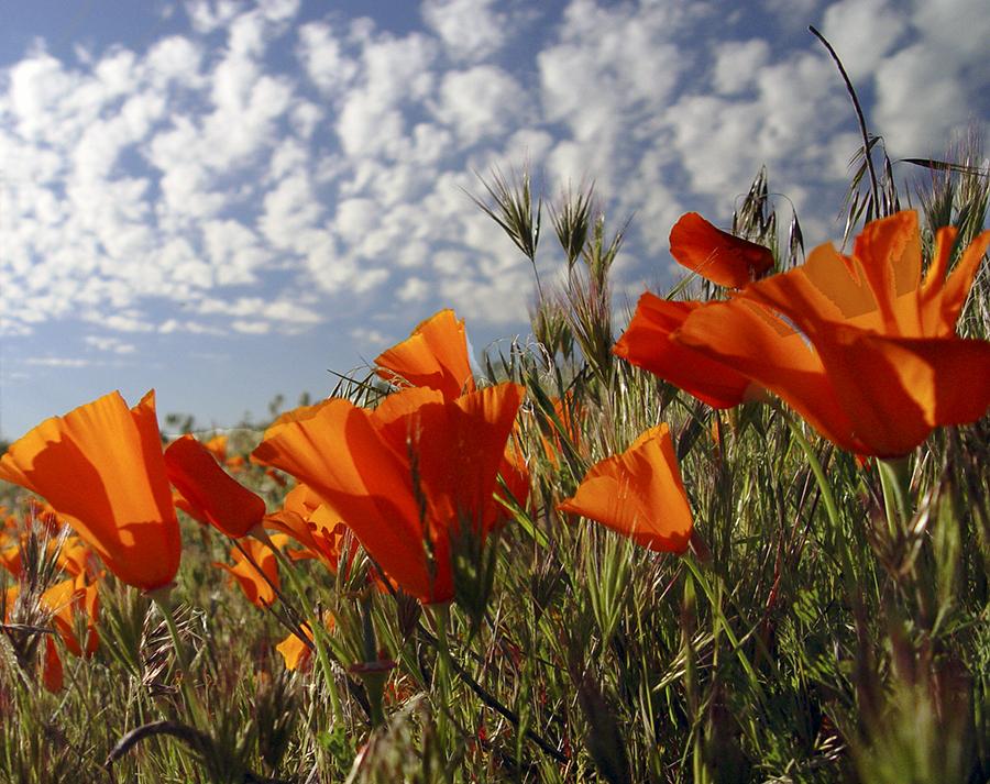 Photo of California Poppy (Eschscholzia californica) uploaded by Judith2018