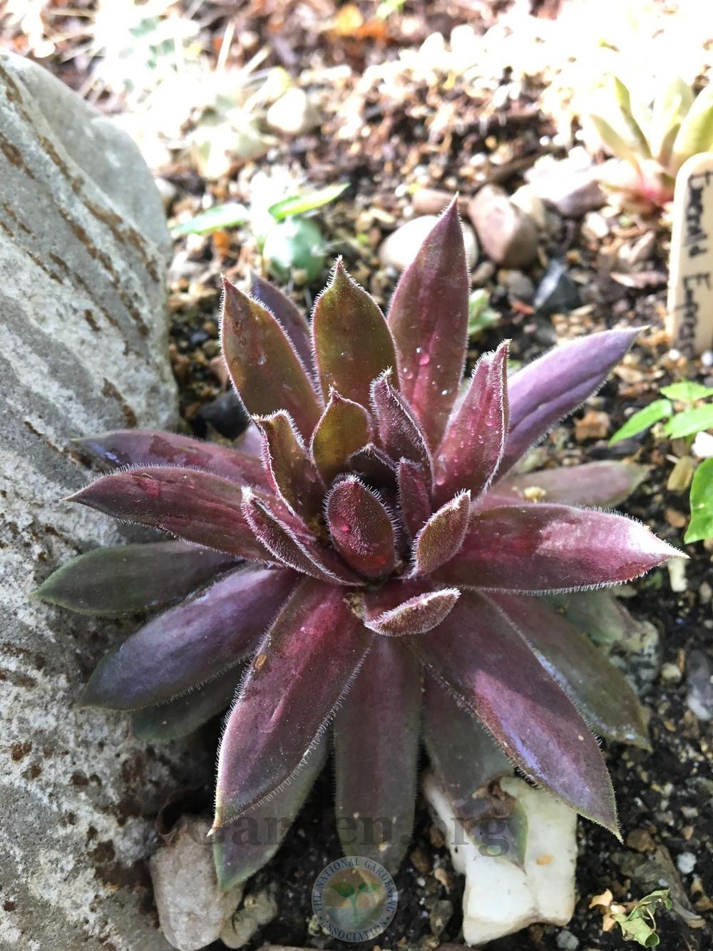 Photo of Hen and Chicks (Sempervivum 'Ruby Heart') uploaded by BlueOddish