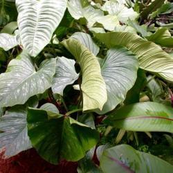 Location: My greenhouse, Florida
Date: 2018-12-04
Big stand of Philodendron mama in my greenhouse