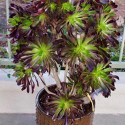 Location: My garden in SoCal.
Date: 2018-12-01
This Aeonium has been in that pot for just over a year. The plant