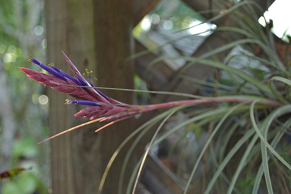 Photo of Air Plant (Tillandsia simulata) uploaded by sunkissed