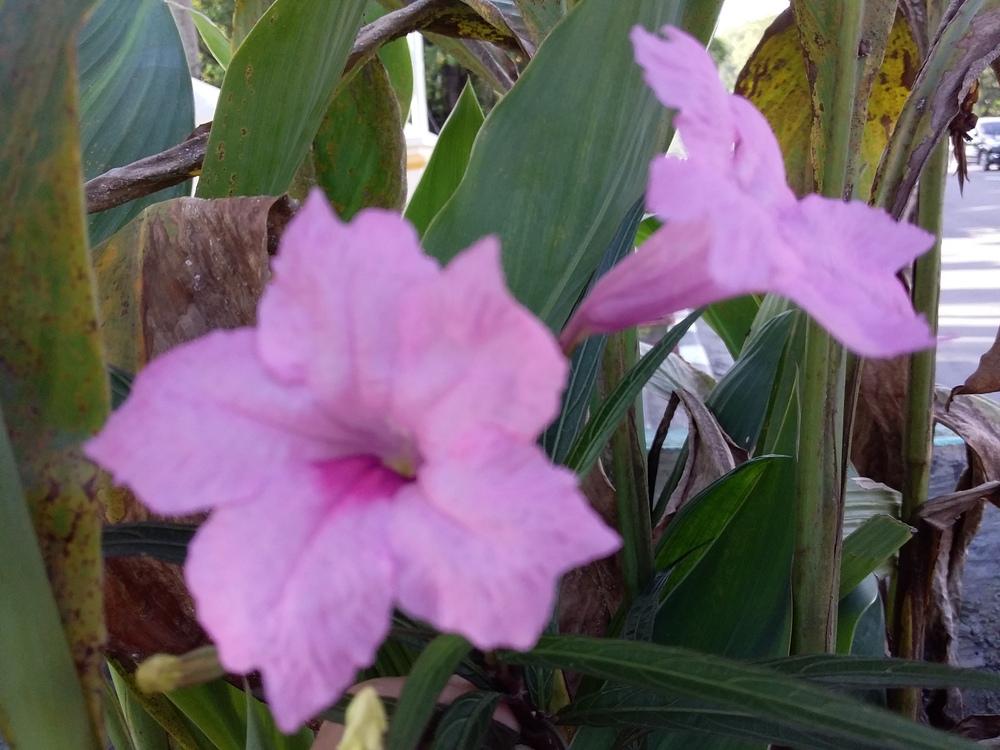 Photo of Mexican Petunia (Ruellia simplex) uploaded by tofitropic