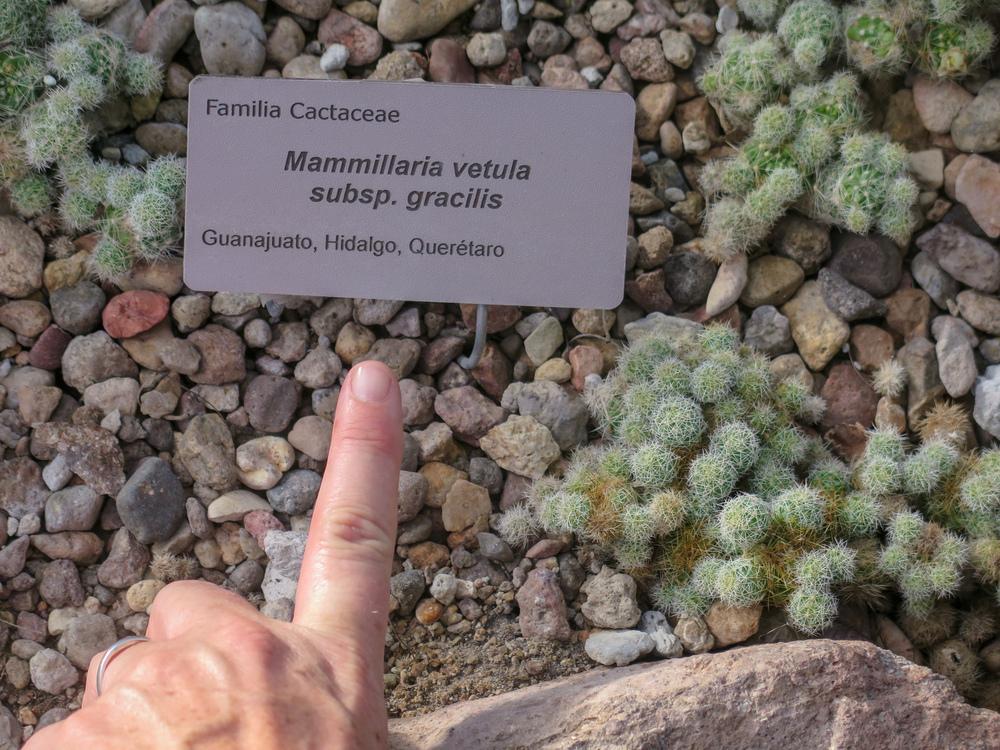 Photo of Thimble Cactus (Mammillaria vetula subsp. gracilis) uploaded by Baja_Costero