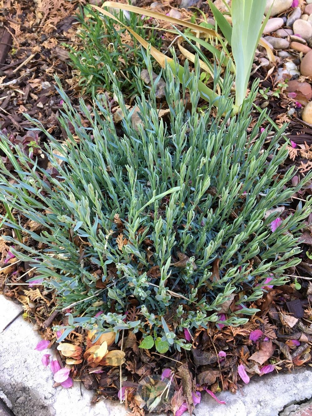 Photo of Cheddar Pink (Dianthus gratianopolitanus 'Feuerhexe') uploaded by BlueOddish