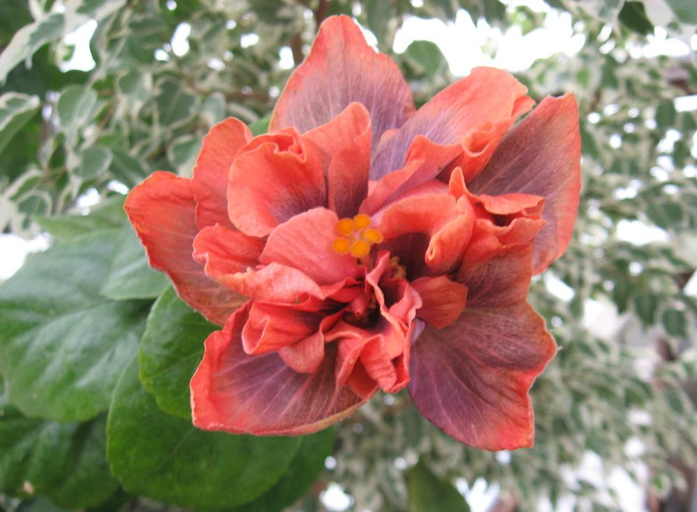 Photo of Tropical Hibiscuses (Hibiscus rosa-sinensis) uploaded by plantmanager