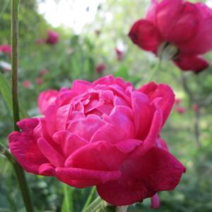 Just a wonderful old rose that produces rich, fragrant blooms
