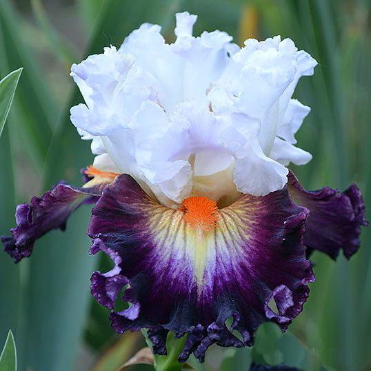 Photo of Tall Bearded Iris (Iris 'Morozko') uploaded by dimson67