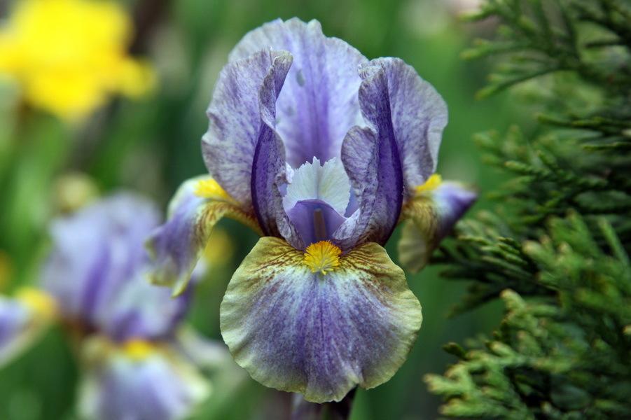 Photo of Standard Dwarf Bearded Iris (Iris 'Sinichka') uploaded by dimson67