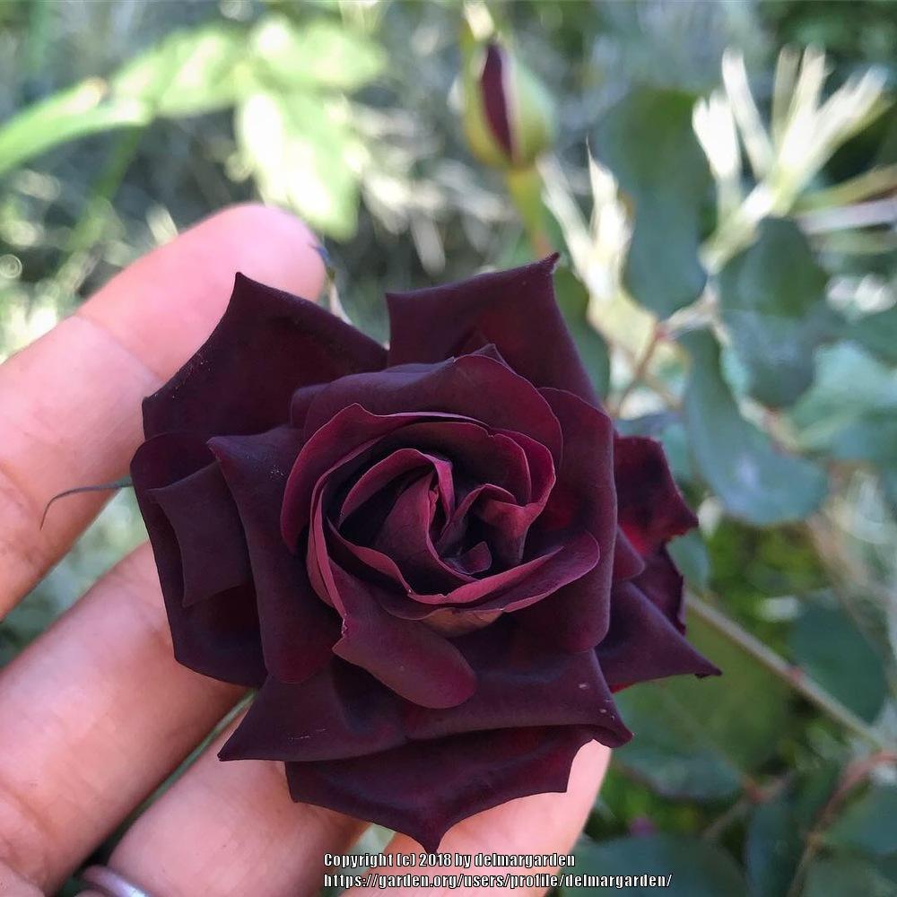 Photo of Rose (Rosa 'Nigrette') uploaded by delmargarden