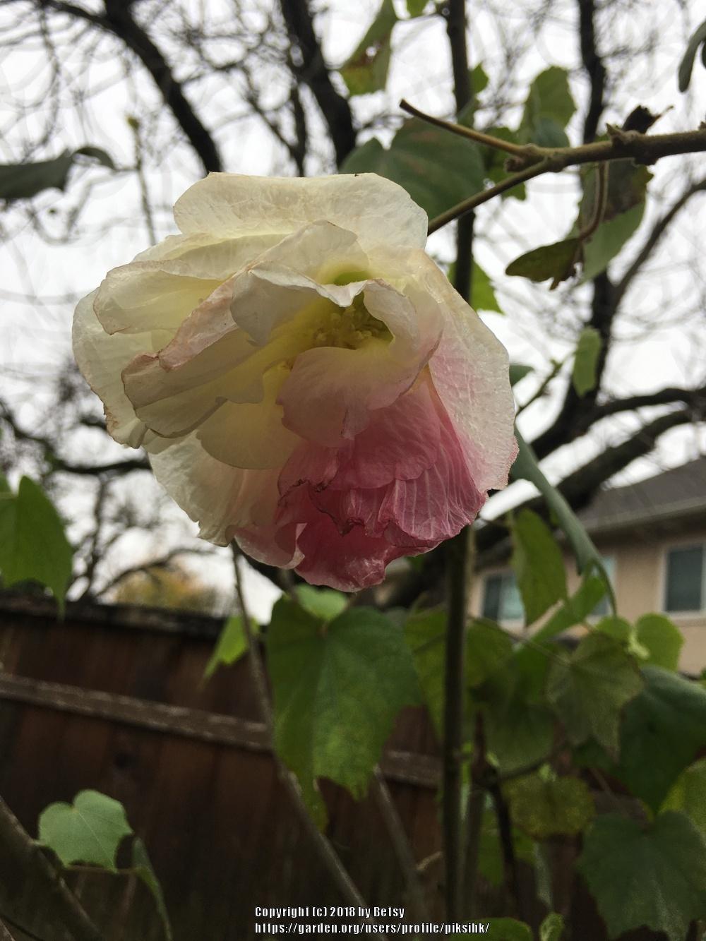 Photo of Confederate Rose (Hibiscus mutabilis) uploaded by piksihk