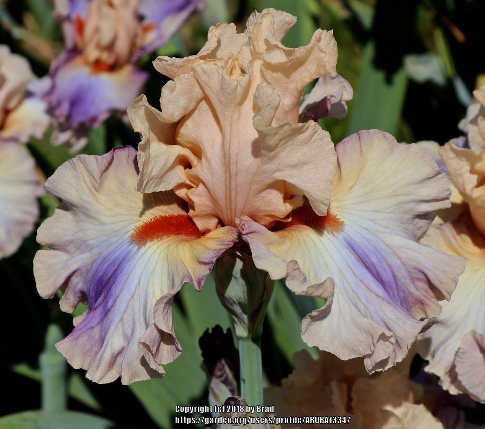 Photo of Tall Bearded Iris (Iris 'Gossamer Veil') uploaded by ARUBA1334