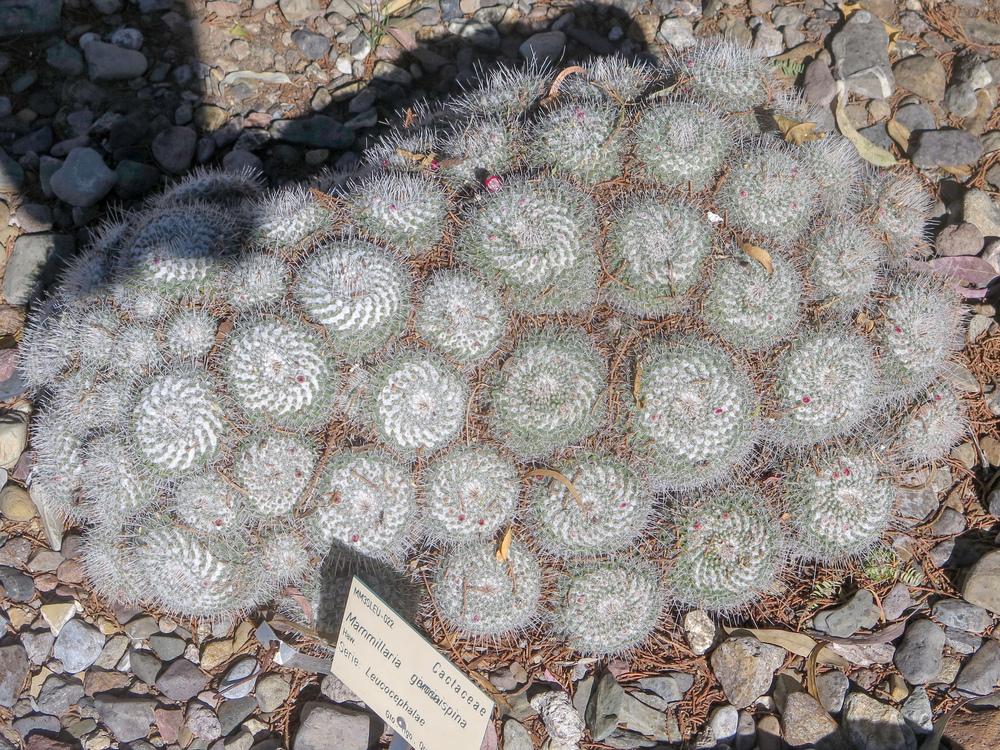 Photo of Twin-Spined Cactus (Mammillaria geminispina) uploaded by Baja_Costero
