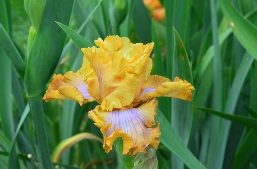 Photo of Tall Bearded Iris (Iris 'Ambertime') uploaded by KentPfeiffer