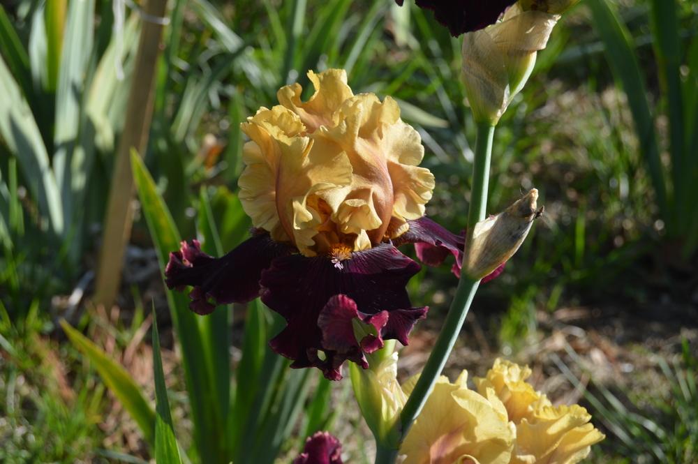Photo of Tall Bearded Iris (Iris 'Catwalk') uploaded by KentPfeiffer