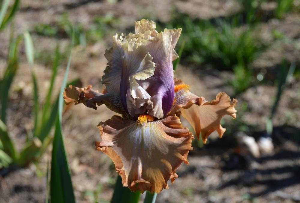 Photo of Tall Bearded Iris (Iris 'Cinderella's Secret') uploaded by KentPfeiffer