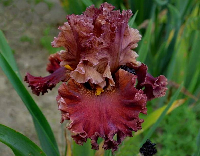 Photo of Tall Bearded Iris (Iris 'Narodnoe Remeslo') uploaded by dimson67