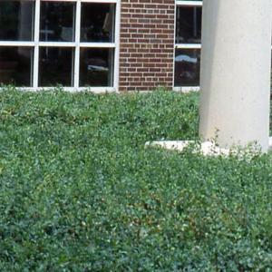 groundcover at hospital, not allowed to vine up