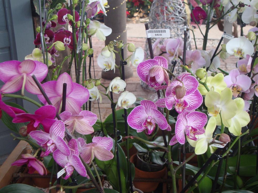 Photo of Moth Orchid (Phalaenopsis) uploaded by Paul2032