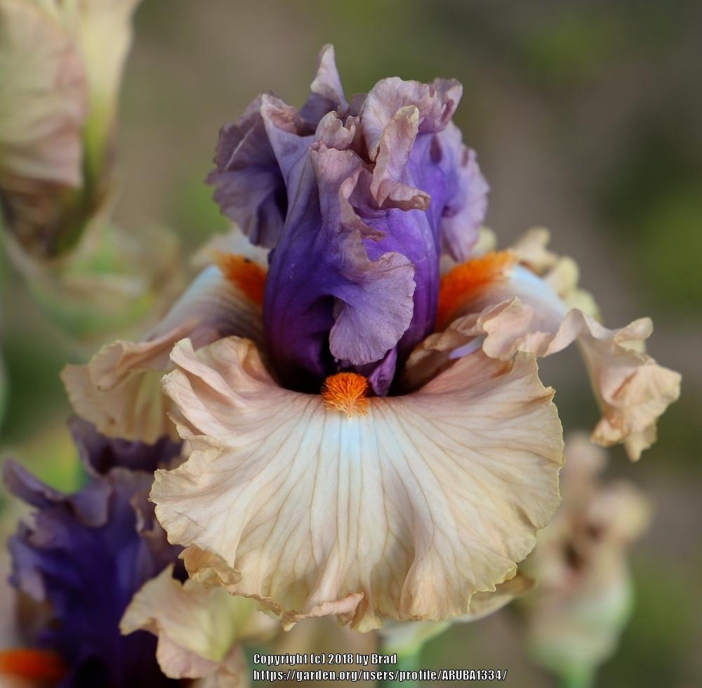Photo of Tall Bearded Iris (Iris 'Power Struggle') uploaded by ARUBA1334