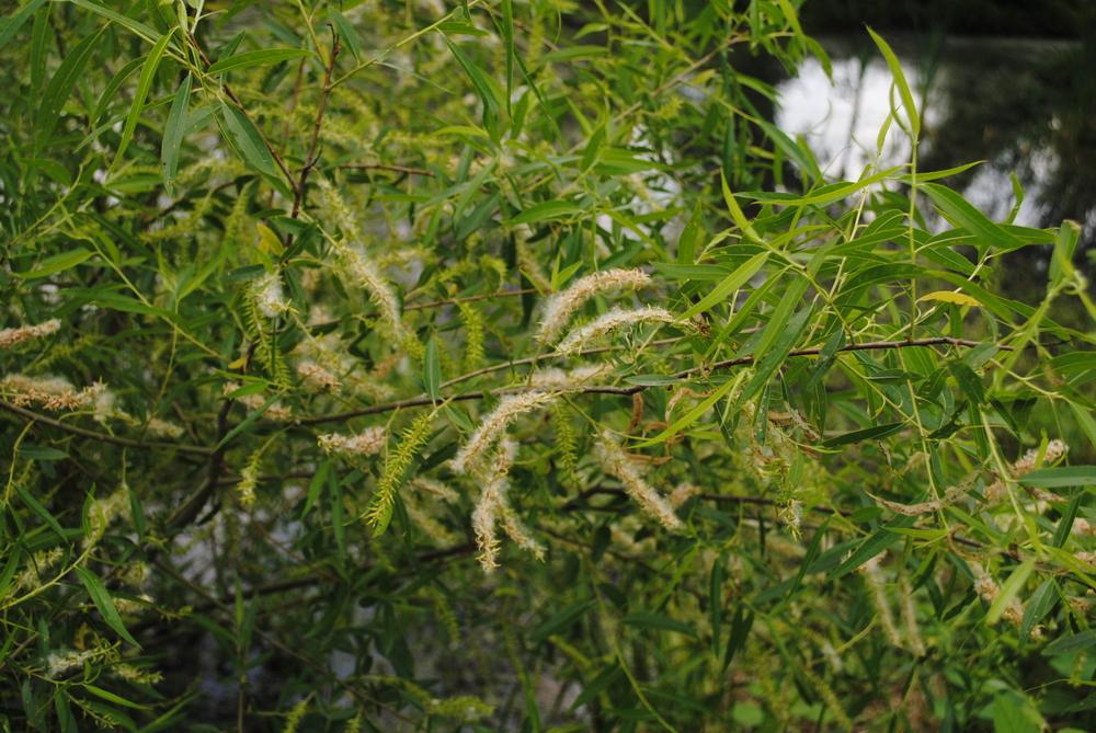 Photo of Willow (Salix) uploaded by ILPARW
