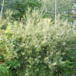 Location: northwest Pennsylvania
Date: 2017-09-10
American Pussy Willow shrubs in the wild