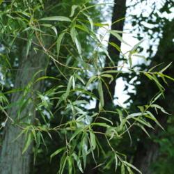 Location: Thorndale, Pennsylvania
Date: 2011-08-16
Black Willow (Salix nigra) leaves