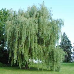 Location: Thorndale, Pennsylvania
Date: 2015-07-14
mature Golden Weeping Willow (S. alba 'Tristis')