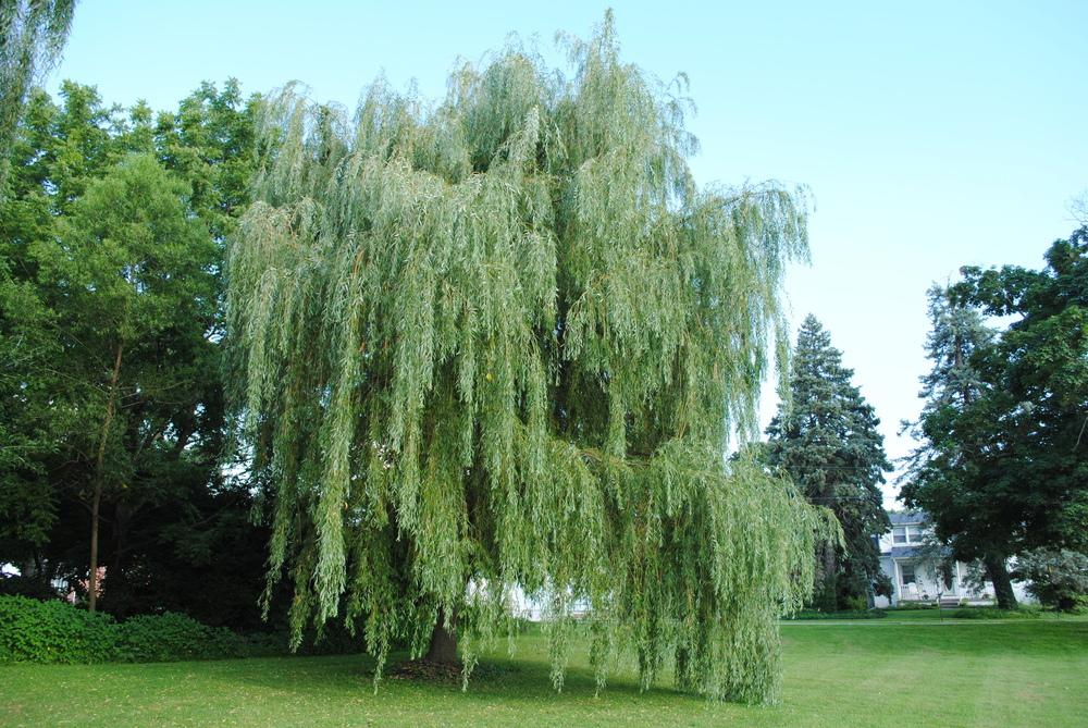 Photo of Willow (Salix) uploaded by ILPARW