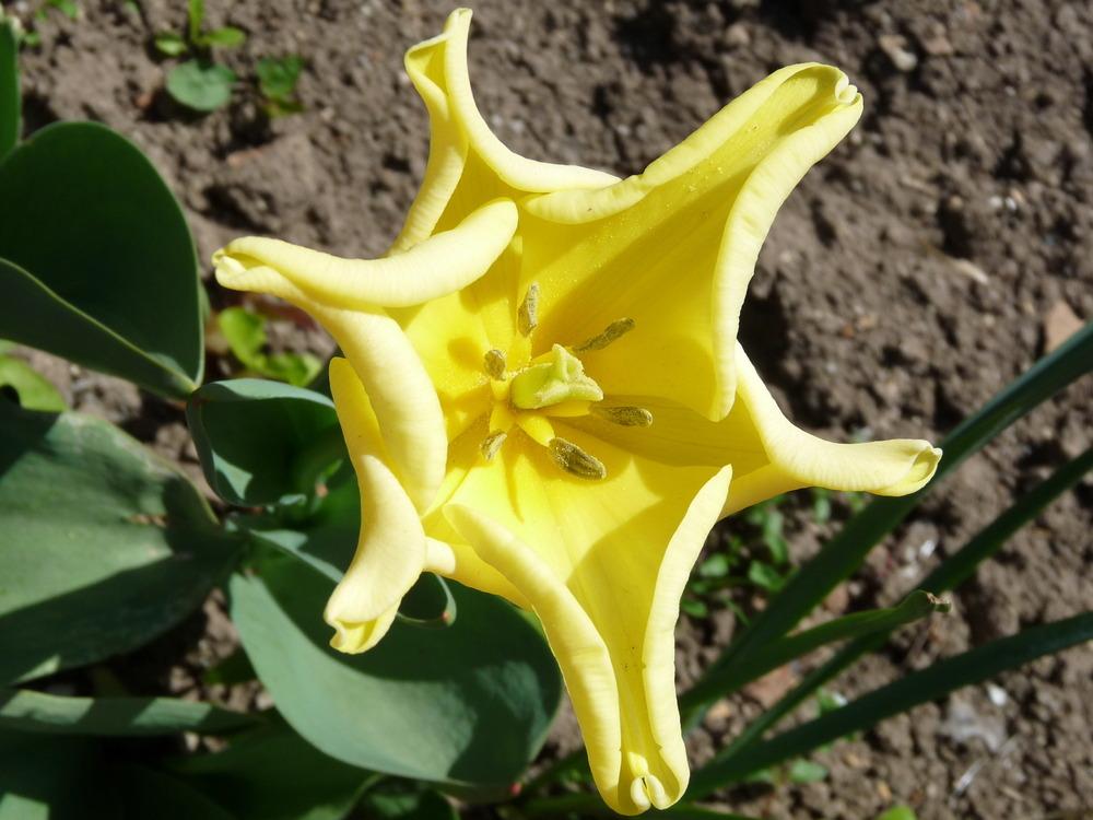 Photo of Tulip (Tulipa 'Yellow Crown') uploaded by Nevita