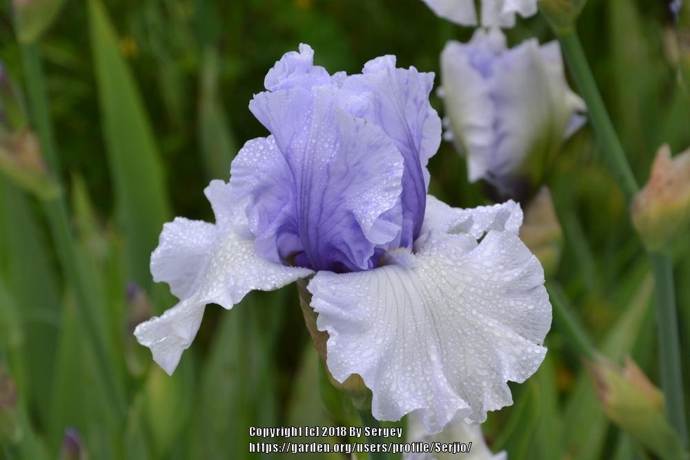 Photo of Tall Bearded Iris (Iris 'Alpenview') uploaded by Serjio