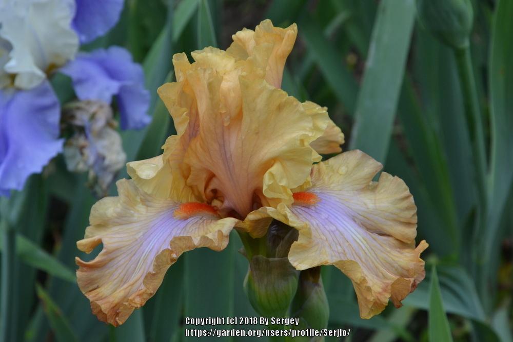 Photo of Tall Bearded Iris (Iris 'Ambertime') uploaded by Serjio