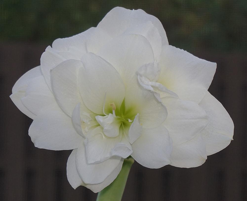 Photo of Amaryllis (Hippeastrum 'Marquis') uploaded by bsharf