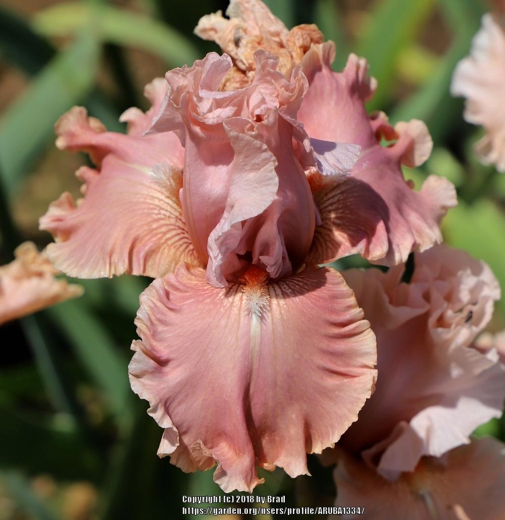 Photo of Tall Bearded Iris (Iris 'Hello Romance') uploaded by ARUBA1334