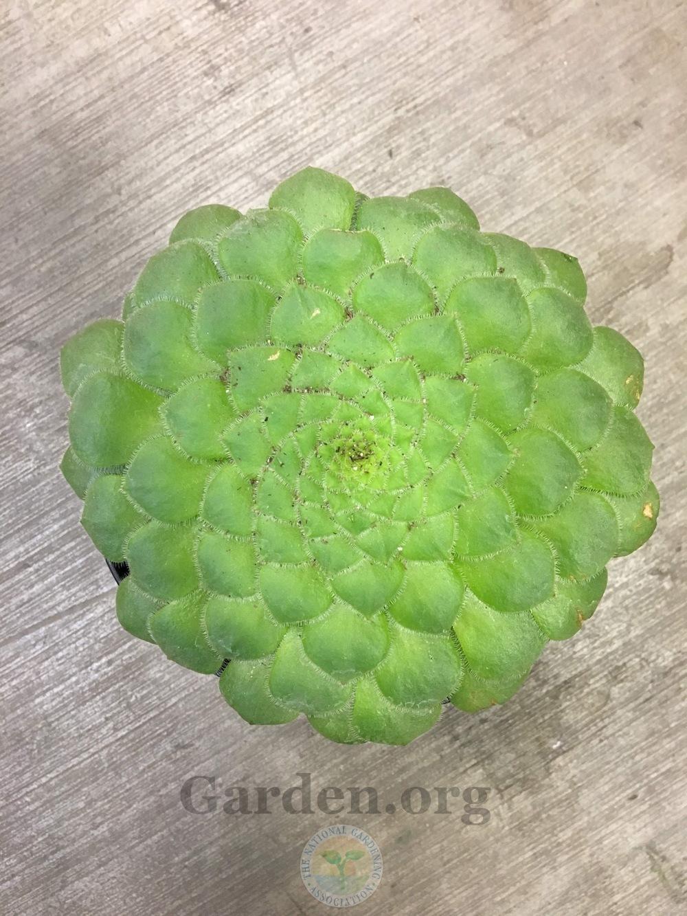 Photo of Dinner Plate Aeonium (Aeonium tabuliforme) uploaded by BlueOddish