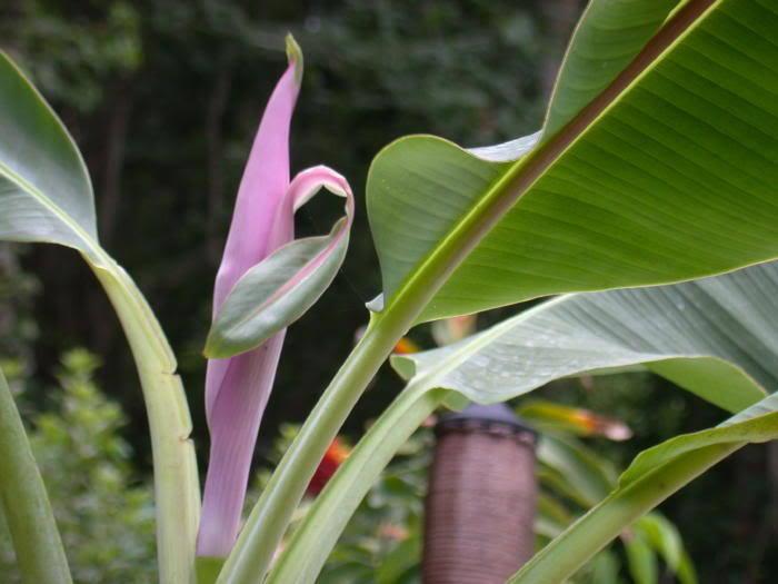Photo of Pink Fruiting Banana (Musa velutina) uploaded by Gina1960