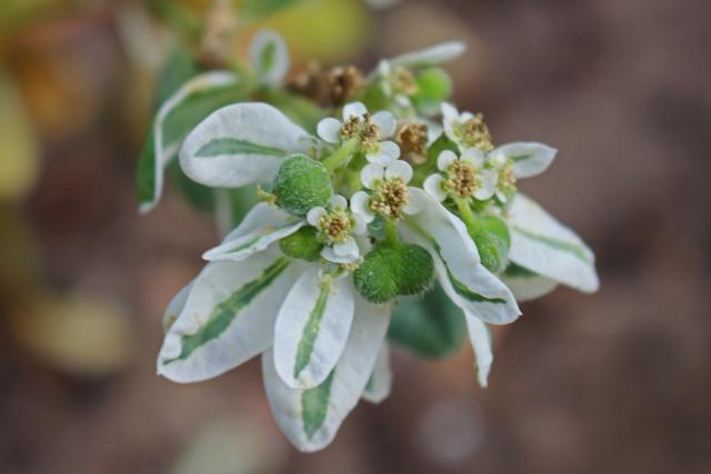 Photo of Snow on the Mountain (Euphorbia marginata) uploaded by RuuddeBlock