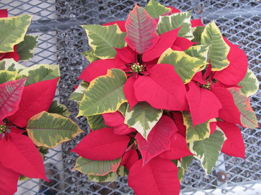 Photo of Poinsettia (Euphorbia pulcherrima 'Tapestry') uploaded by Sscape
