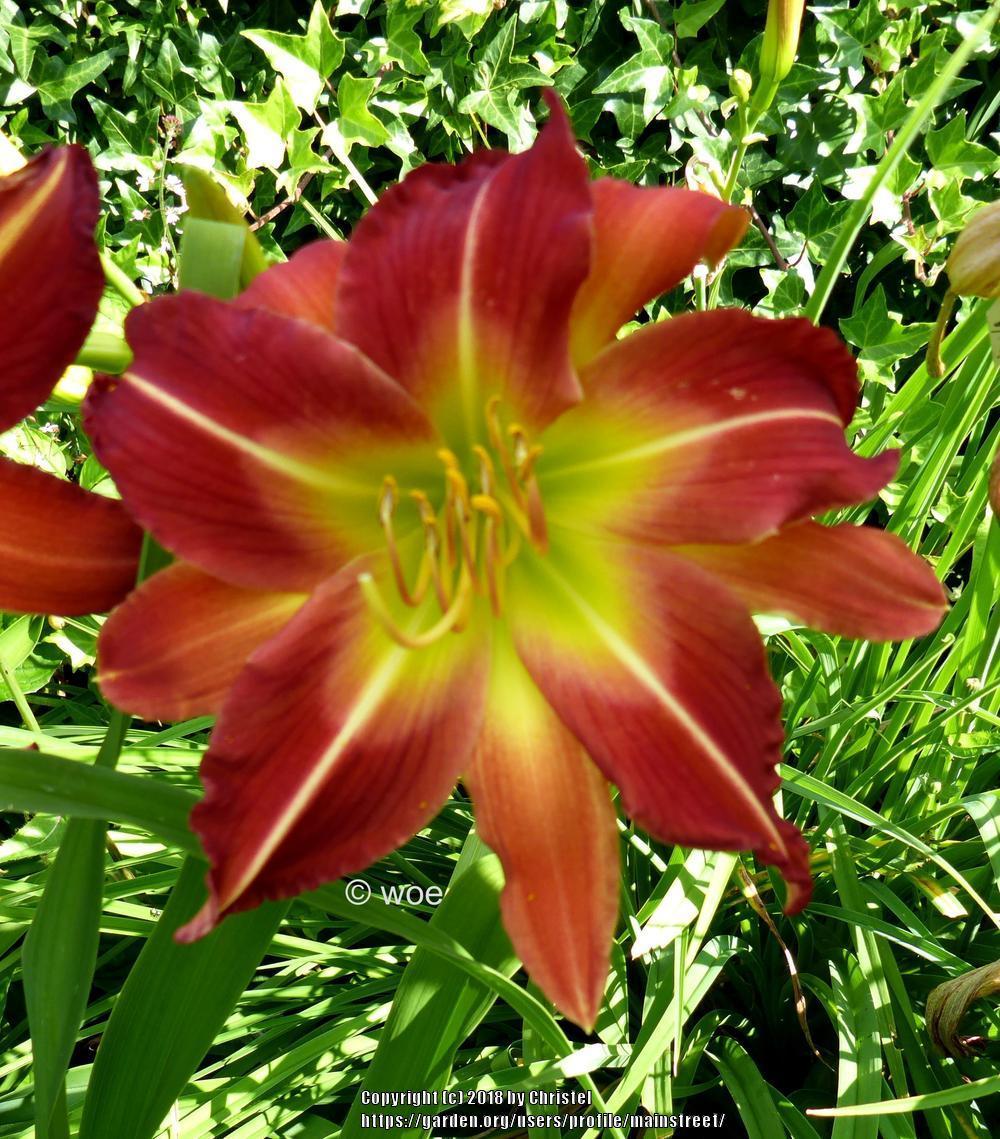 Photo of Daylily (Hemerocallis 'More than Four') uploaded by mainstreet