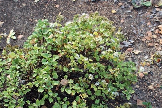 Photo of Poplar-Leaved Stonecrop (Hylotelephium populifolium) uploaded by RuuddeBlock