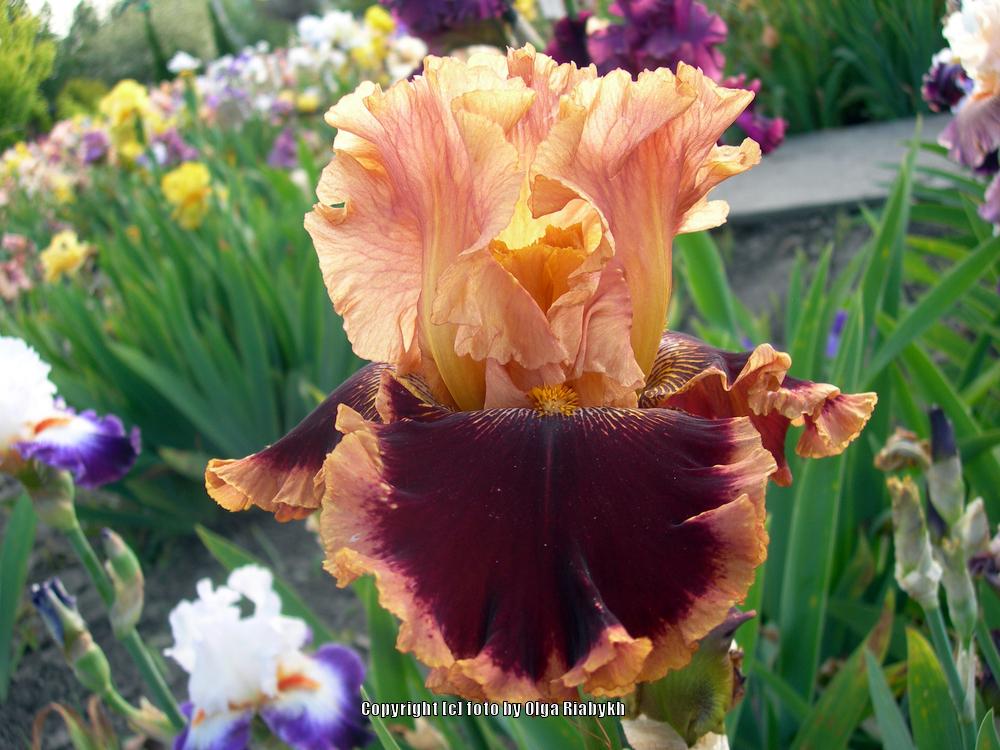 Photo of Tall Bearded Iris (Iris 'Olimpiyskiy Mishka') uploaded by Serjio