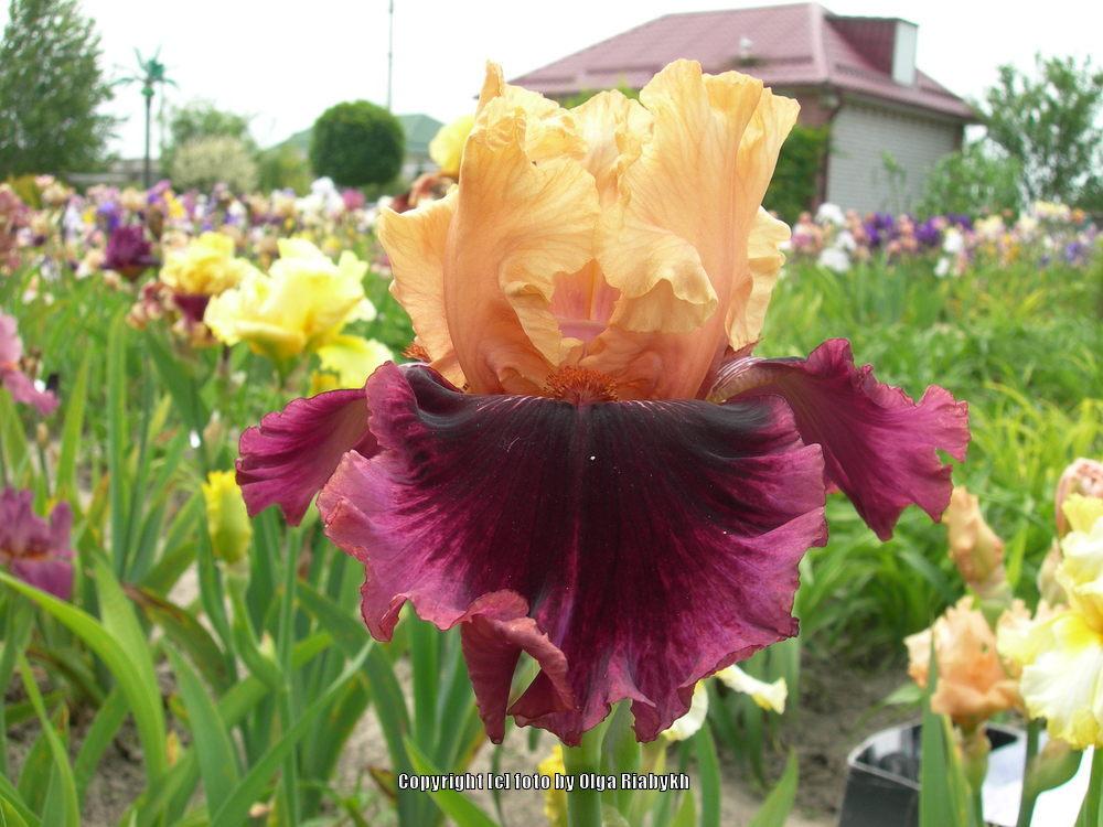 Photo of Tall Bearded Iris (Iris 'Neukrotimaya Anzhelika') uploaded by Serjio