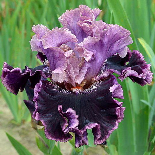 Photo of Tall Bearded Iris (Iris 'Mag-Charodei') uploaded by dimson67