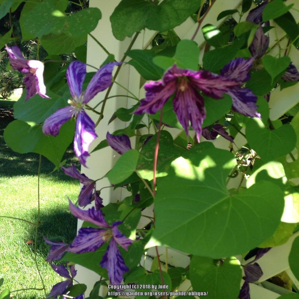 Photo of Clematis 'Tie Dye' uploaded by obliqua